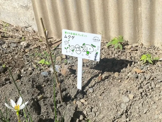 苗を植樹してみました。